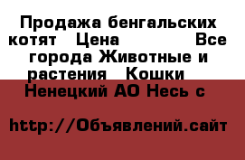 Продажа бенгальских котят › Цена ­ 20 000 - Все города Животные и растения » Кошки   . Ненецкий АО,Несь с.